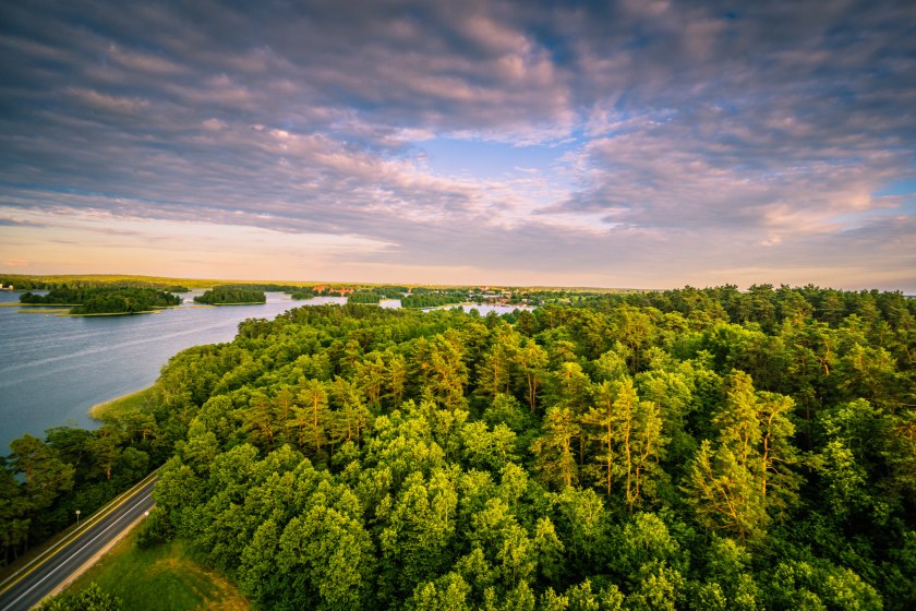trakai-forest