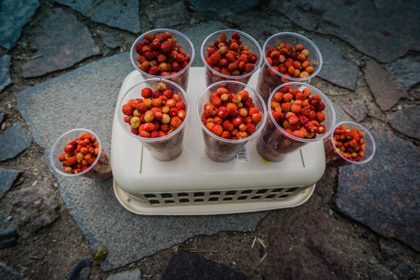 wild-strawberries-for-sale-trakai-lithuania
