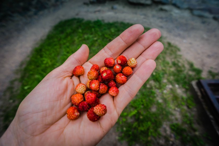 wild-strawberries-lithuania